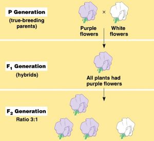 Mendel S Laws Of Inheritance Online Science Notes