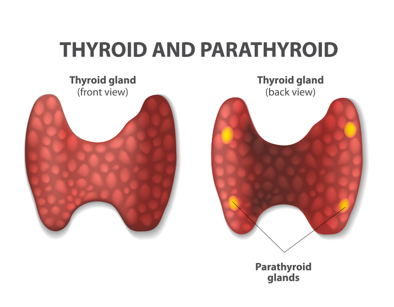 Thyroid and Parathyroid glands - Online Science Notes