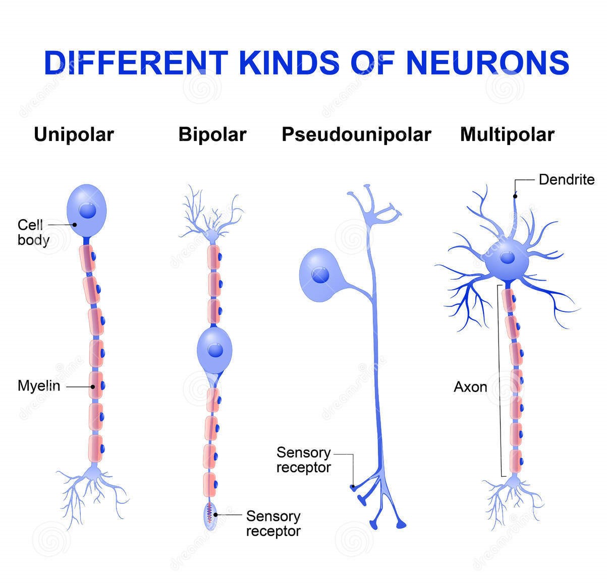 What Are The 2 Main Types Of Nerve Cells