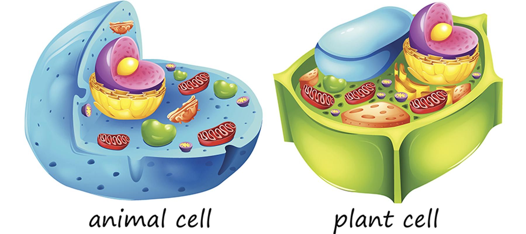 What Are The Differences Between A Plant And Animal Cell