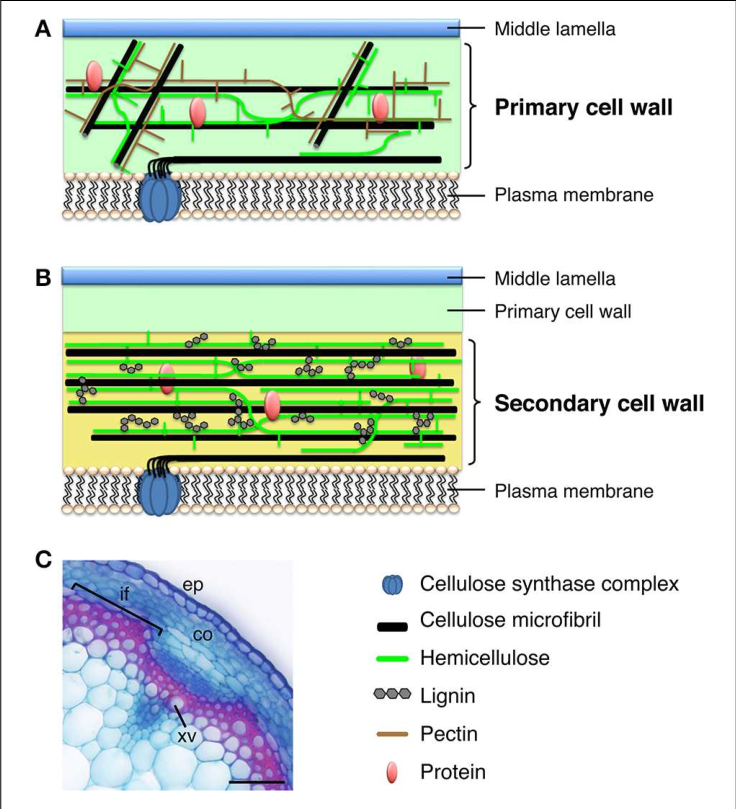 primary-and-secondary-cell-wall