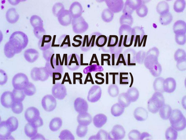 Plasmodium Characteristic Features And Classification Online Science