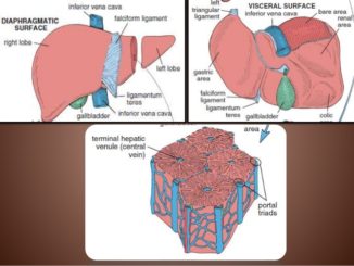 Liver Anatomy Histology And Functions Online Science Notes