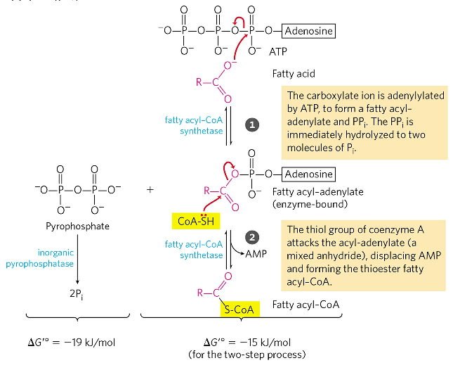 beta oxidation pathway products