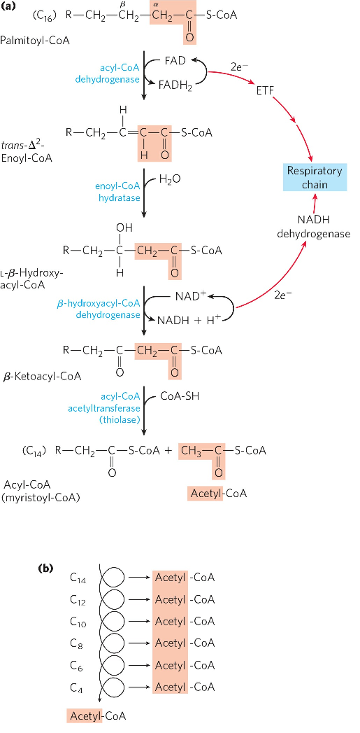 beta oxidation pathway products