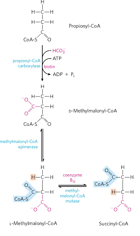 beta oxidation pathway products