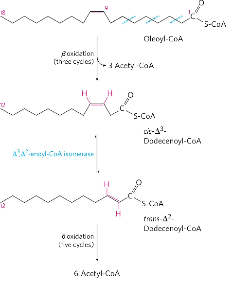 beta oxidation pathway products