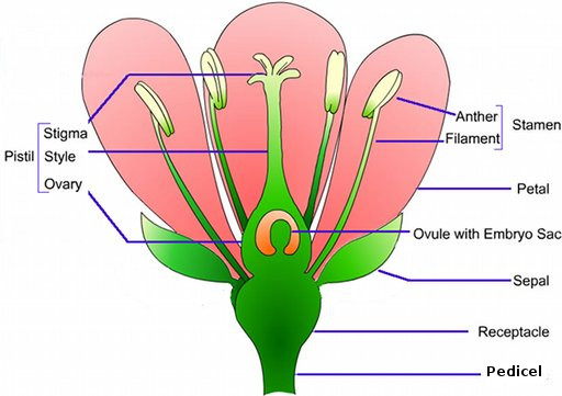 Sexual Reproduction In Plants Angiosperms Online Science Notes 7992