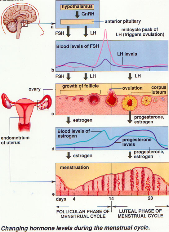 Hormonal Regulation Of Ovulation And Menstruation In Women Online Science Notes 0992