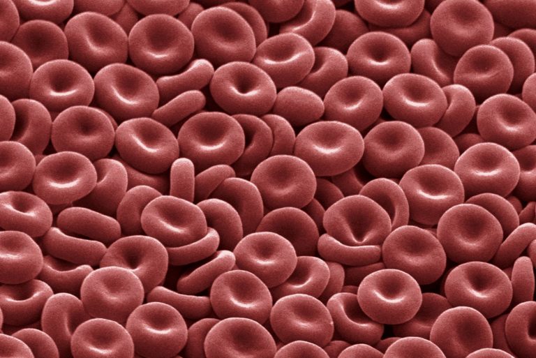 Blood cells (Types and functions) - Online Science Notes