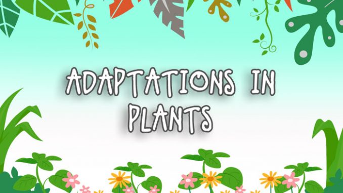 Adaptation in plants - Online Science Notes