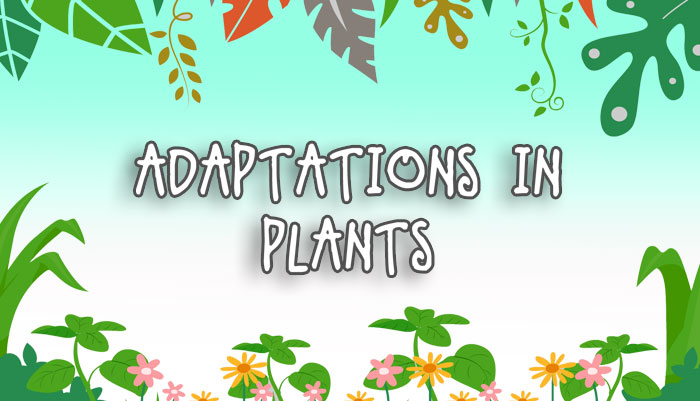 Adaptation Of Plants