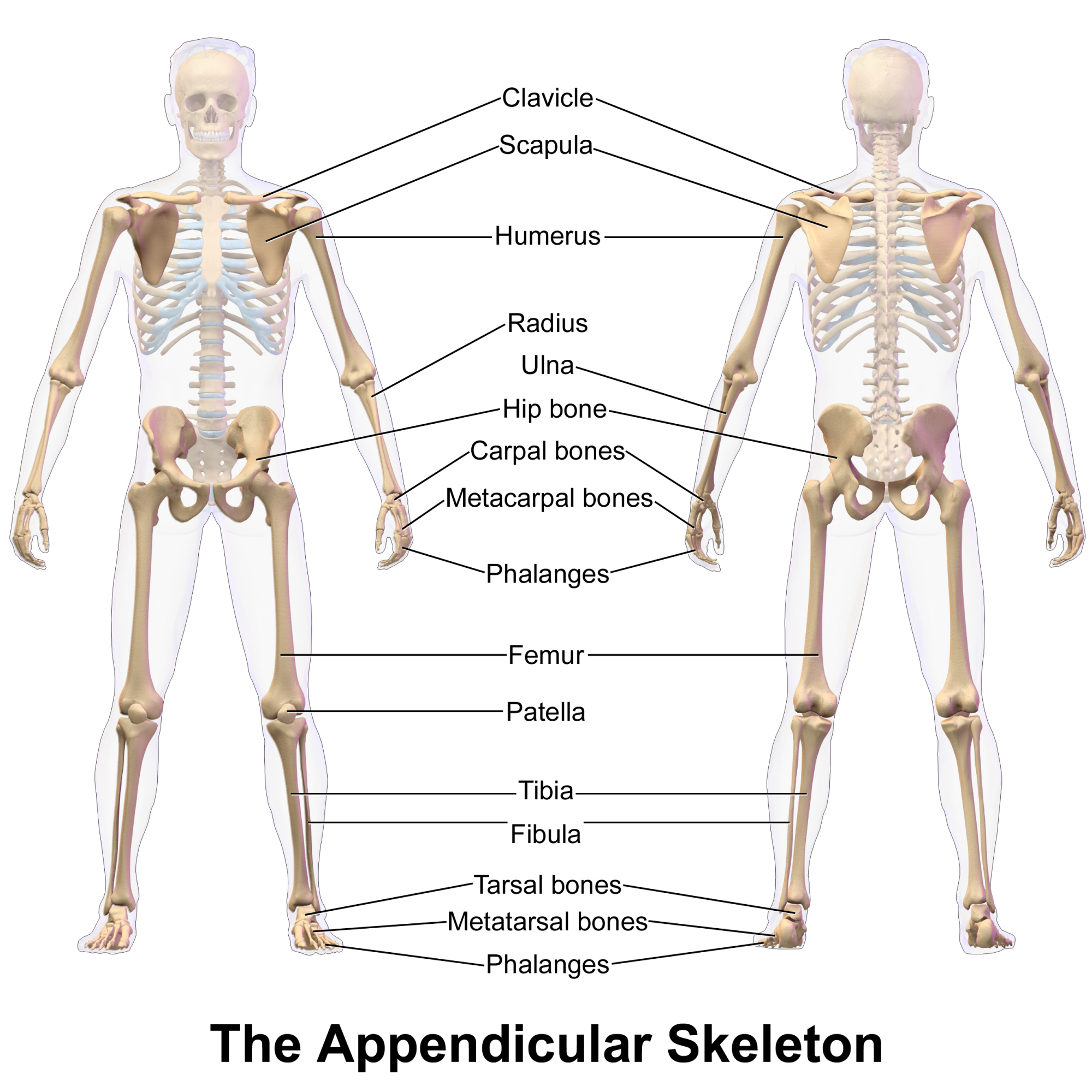 example of appendicular skeleton