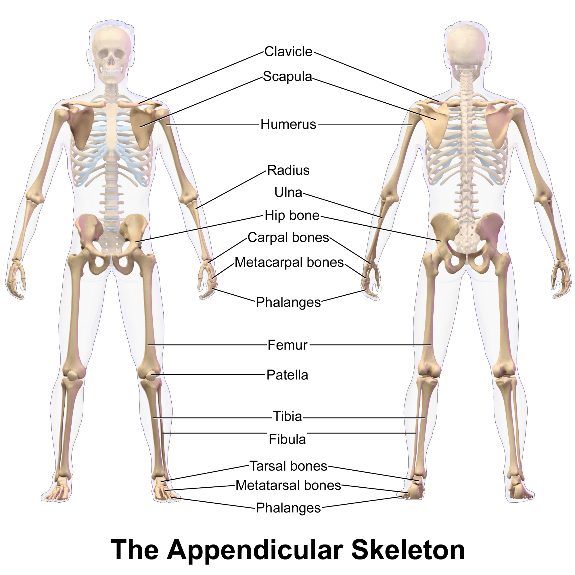 The Appendicular Skeleton Of Human Body Online Science Notes 8532