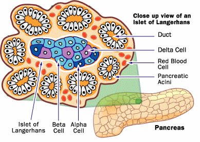 Pancreatic Cells Structure