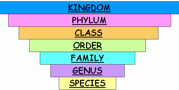 Taxonomic Classification Chart