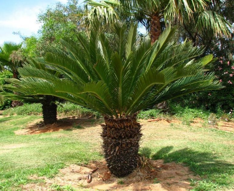 Pinus Cycas The flowering plants of the plant kingdom - Online Science Notes