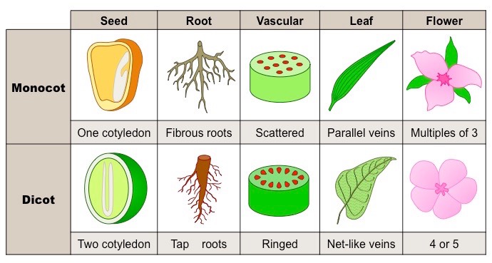 Monocot Vs Dicot Chart | My XXX Hot Girl