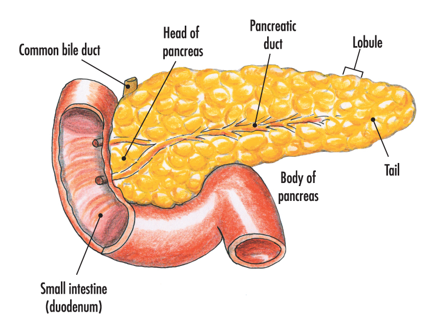 human pancreas diagram