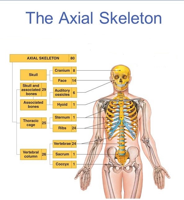 The Axial Skeleton Of Human Body Online Science Notes