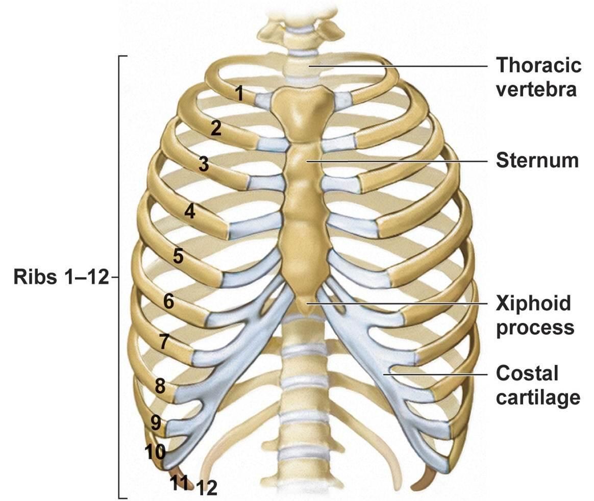 The axial skeleton of human body Online Science Notes