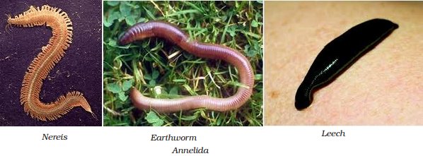 Characteristic features of phylum Annelida - Online Science Notes