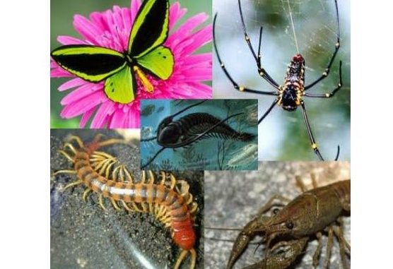 phylum arthropoda classes