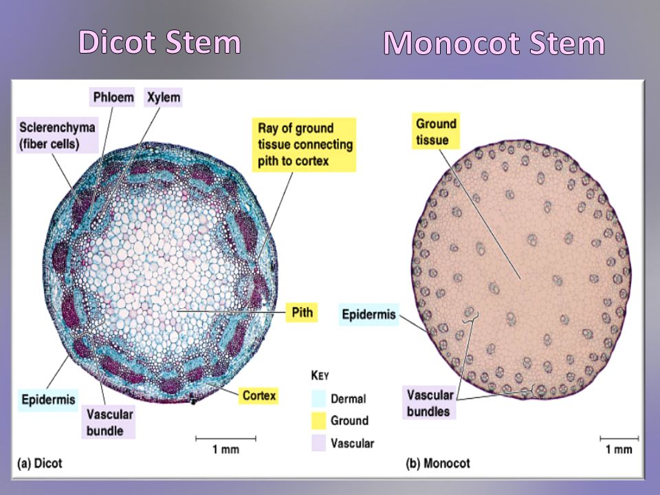 Differences between Dicot and Monocot stem - Online Science Notes