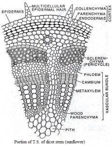 Differences between Dicot and Monocot stem - Online Science Notes