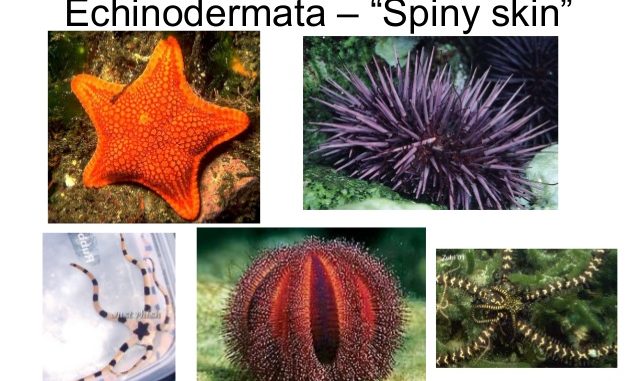 Characteristic features of phylum Echinodermata - Online Science Notes