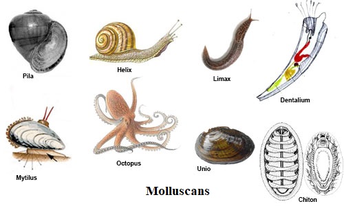 Phylum Mollusca (General characteristics and classification) - Online  Science Notes