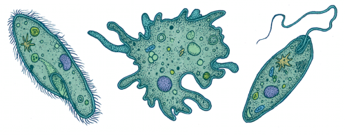 general-characteristics-and-classification-of-phylum-protozoa-online