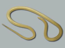 Aschelminthes și nematode, Vierme - Wikipedia