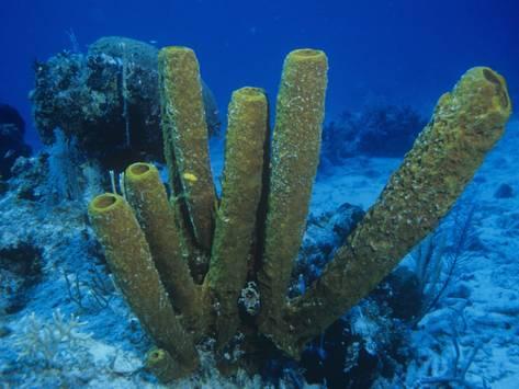 General characteristic features of phylum Porifera - Online Science Notes