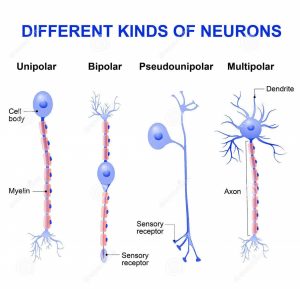 Structure And Types Of Neuron The Nervous Tissue Online Science Notes