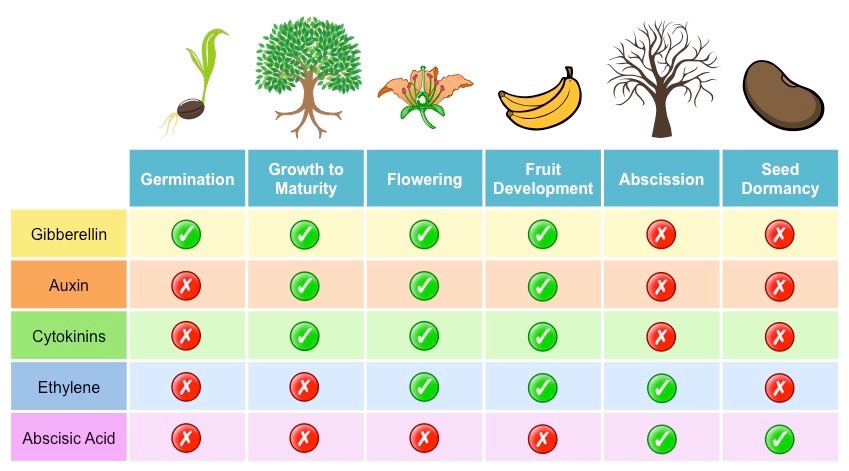 Plant Hormones Phytohormones Overall Science