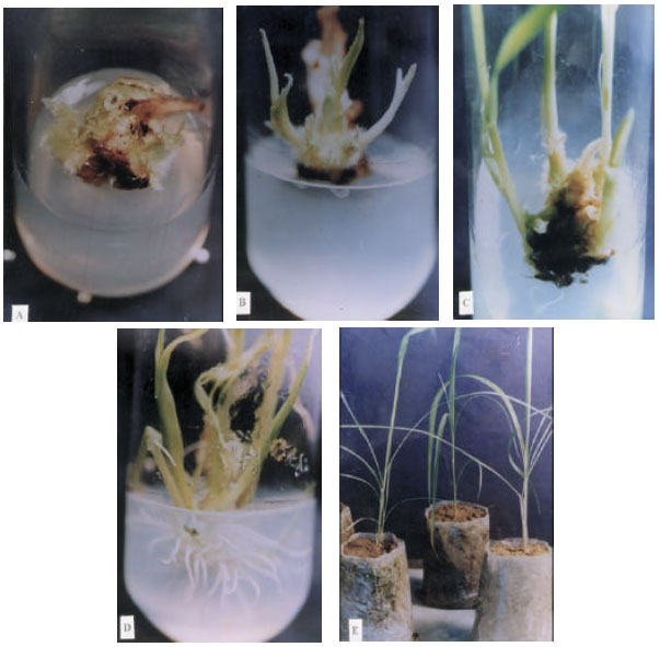 Basic steps of plant tissue culture and its importance - Online Science