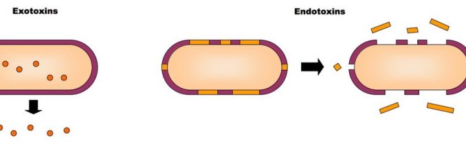 Bacterial Toxins Introduction And Differences Between Exotoxins And Endo