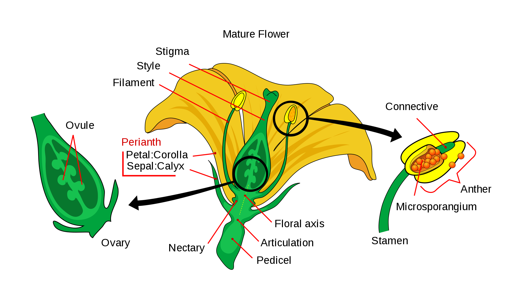 A typical flower and its parts Online Science Notes