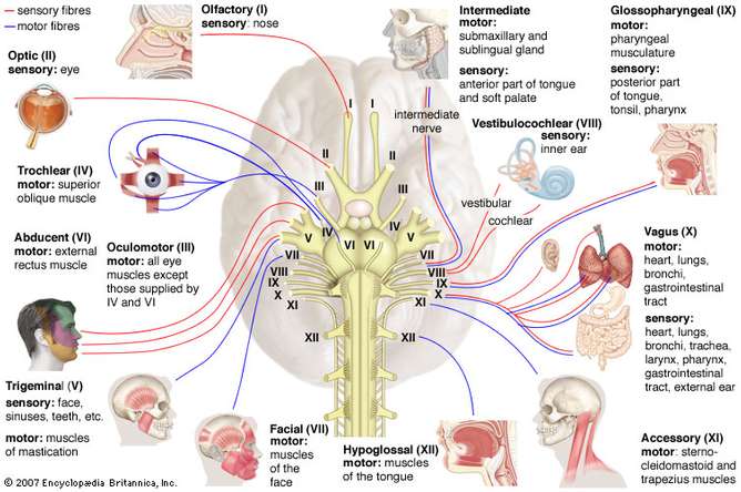 Cranial Nerves Types Origin Distribution And Function Online Science Notes