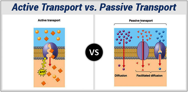 what-is-the-difference-between-diffusion-and-active-transport