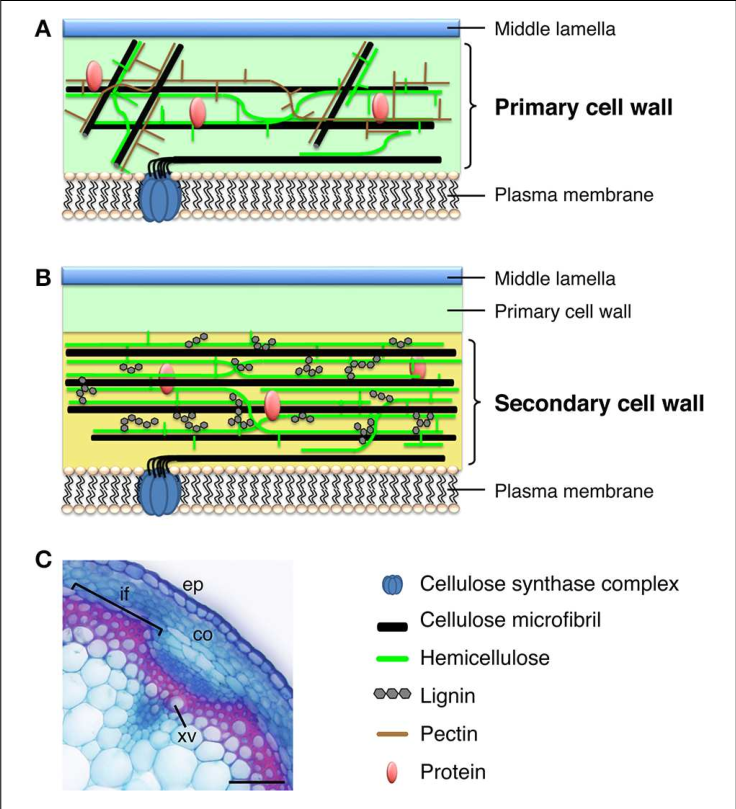 Primary Cell Wall. Клеточная стенка растений. Cell Wall Primary secondary. Plant Cell Wall structure.