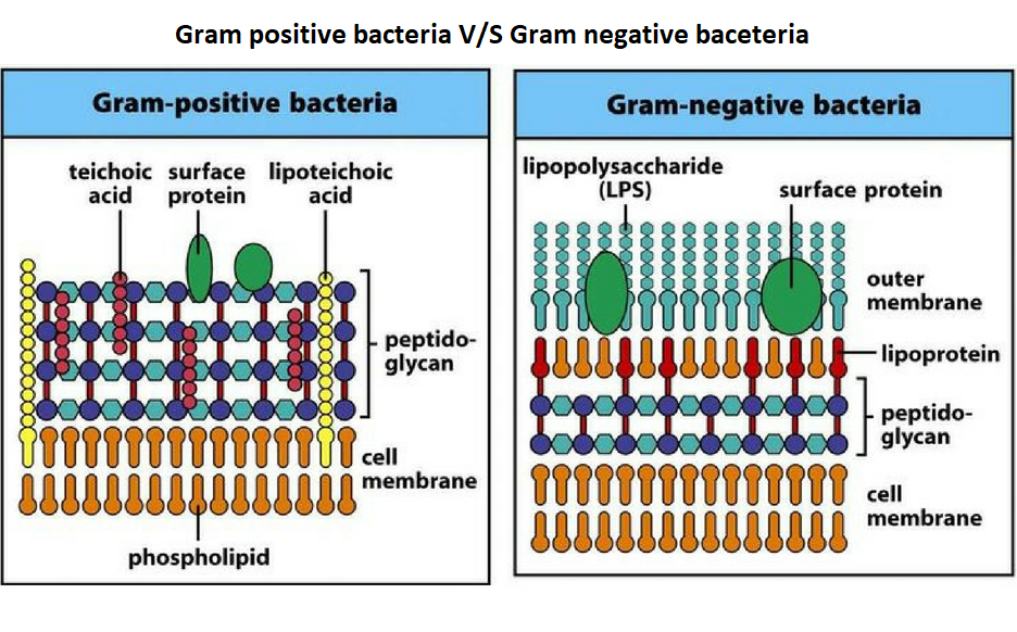 Differences between Gram positive and Gram negative bacteria - Online
