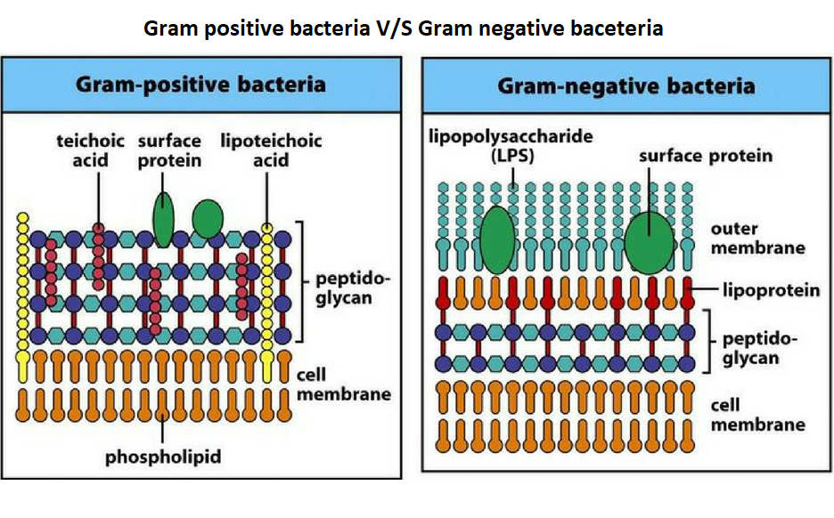 Bacterial Cell Wall Structure Gram Positive Negative Sexiz Pix 3994