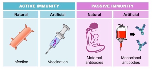 Differences between active and passive immunity - Online Science Notes