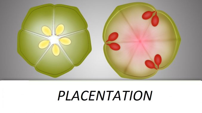 gynoecium-an-overview-on-structure-and-placentation