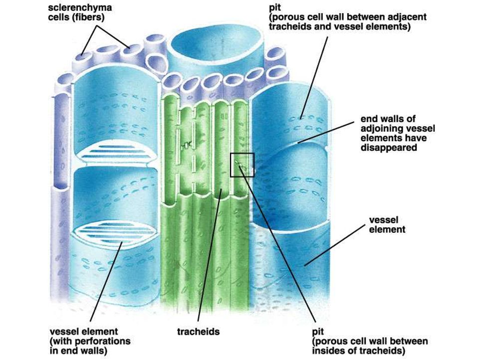 Complex permanent tissues in plants (Structure, types and ...