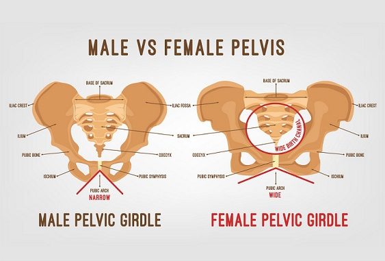 Differences Between Male Pelvis And Female Pelvis Online Science Notes 6999