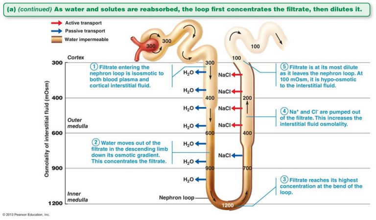 mechanism-of-urine-formation-in-kidneys-online-science-notes