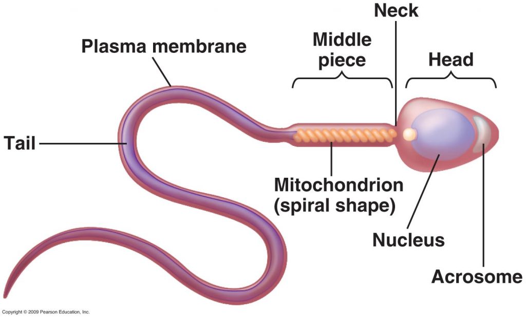 Process Of Sperm Formation And Its Structure Online Science Notes